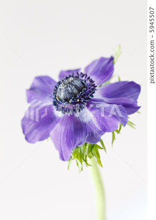 anemone flower 5945507