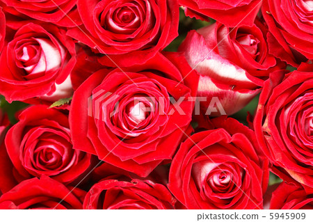 red roses red roses 5945909