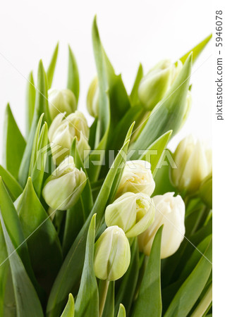 nice tulips nice tulips 5946078