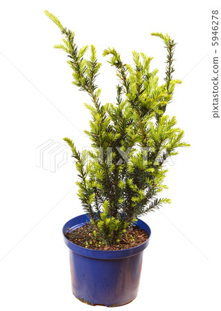 tree in the pot 5946278