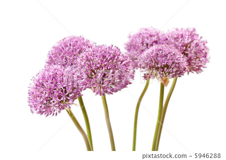 beautiful flowers 5946288