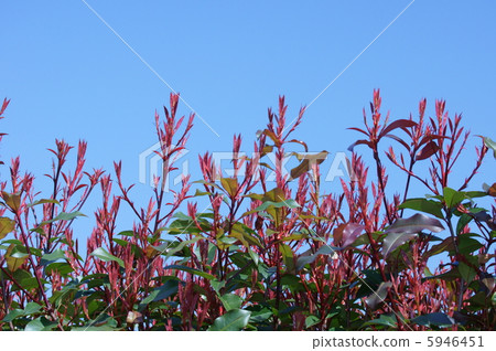 It is called red red baby bamboo red robin. It is called red red baby bamboo red robin. 5946451