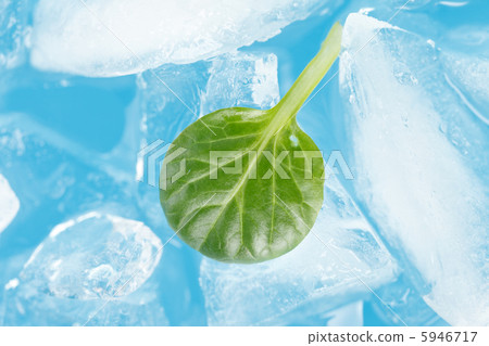 ice and leaf ice and leaf 5946717