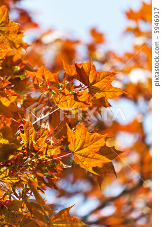 autumn leaves autumn leaves 5946917