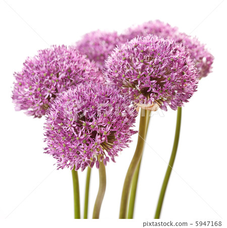 beautiful flowers 5947168