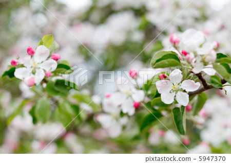 pink apple flowers pink apple flowers 5947370