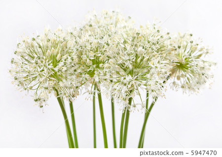 beautiful flowers 5947470