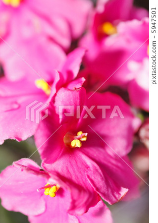 Violet Flowers 5947501