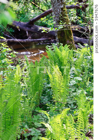 Green Fern in the Forest 5947676