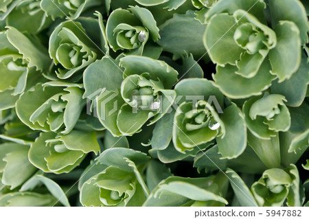 plant background plant background 5947882