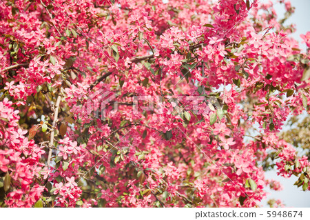 Japanese cherry with blossom Japanese cherry with blossom 5948674