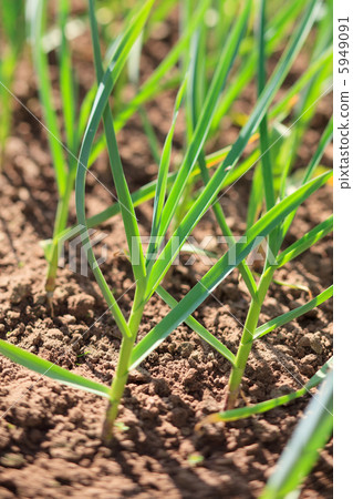 Young garlic plants Young garlic plants 5949091