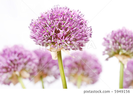 beautiful flowers 5949156