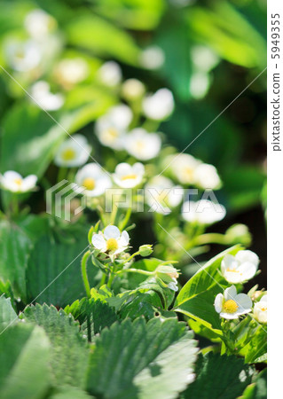 Strawberry Garden Strawberry Garden 5949355