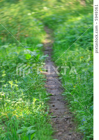 Forest path Forest path 5949361