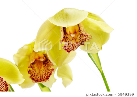 beautuiful orchid beautuiful orchid 5949399