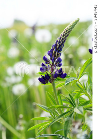 lupin blossom lupin blossom 5949443