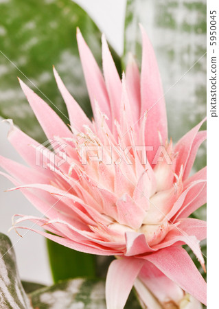 Aechmea Fasciata Bromeliad isolated on white Aechmea Fasciata Bromeliad isolated on white 5950045