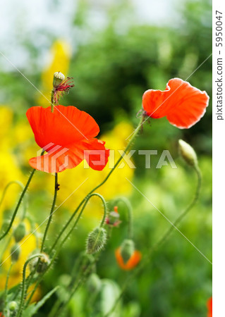 Field of poppies 5950047