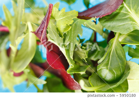 fresh salad leaves fresh salad leaves 5950180