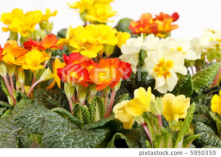 spring flowers 5950350