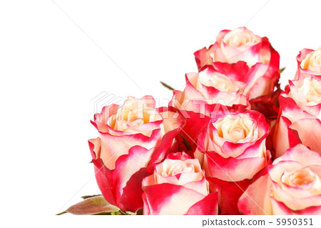 beautiful roses beautiful roses 5950351