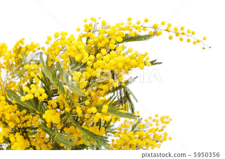 branch of a mimosa on a white background branch of a mimosa on a white background 5950356