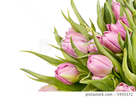 beautiful tulips 5950372
