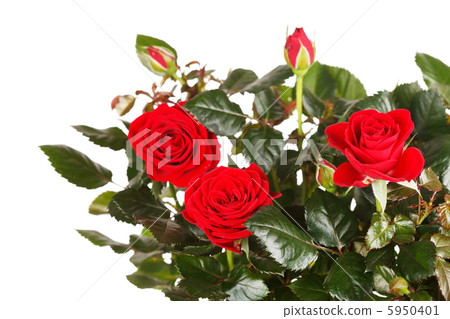 roses in a pot 5950401