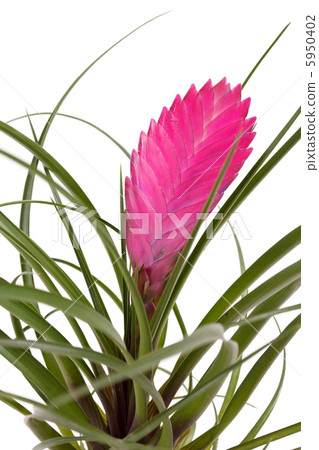 tillandsia flower 5950402