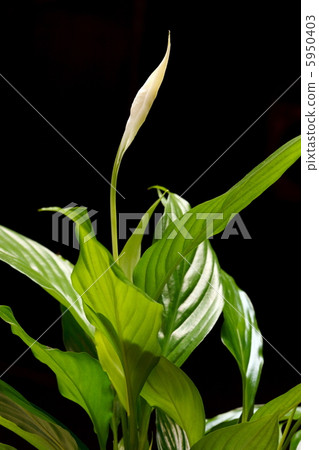 plant in a pot plant in a pot 5950403