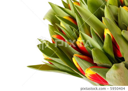 beautiful tulips 5950404