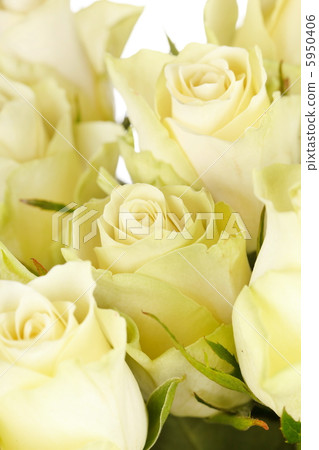beautiful roses beautiful roses 5950406