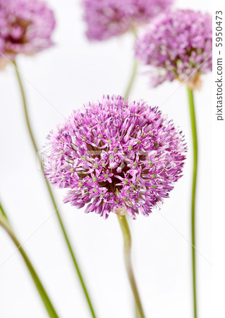 beautiful flowers 5950473