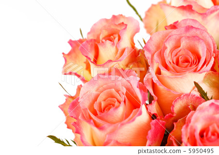 beautiful roses beautiful roses 5950495
