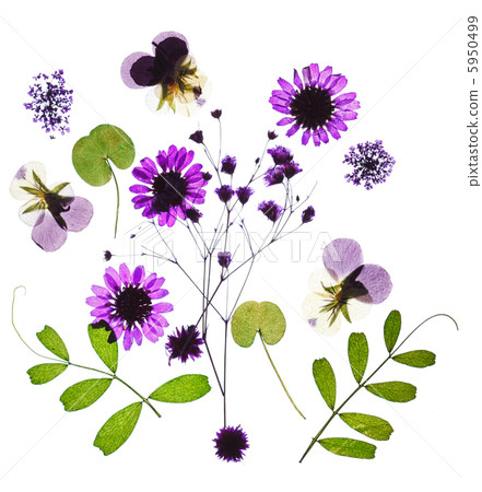 summer flowers 5950499