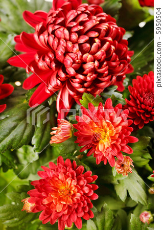 Chrysanthemum Flowers Chrysanthemum Flowers 5950504