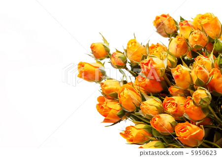 beautiful roses beautiful roses 5950623