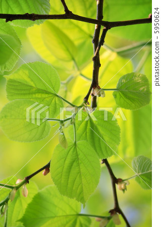 green leaves 5950624