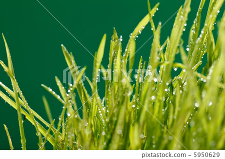 grass with water drops grass with water drops 5950629