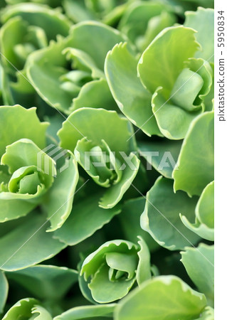 plant background plant background 5950834