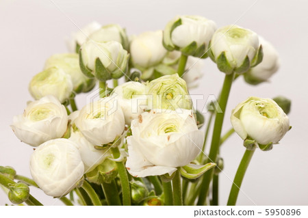 white Ranunculus white Ranunculus 5950896