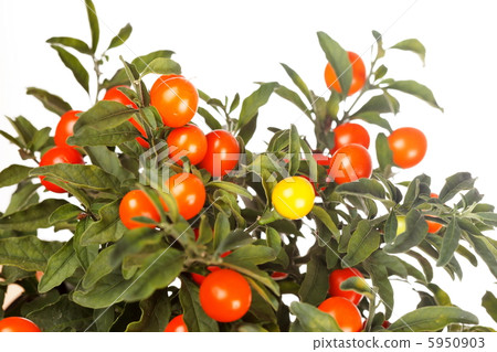 Christmas cherry Christmas cherry 5950903