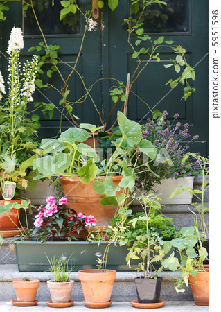 Green plants in the pots 5951598