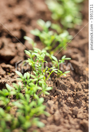 water cress 5951711