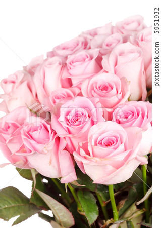 beautiful roses beautiful roses 5951932