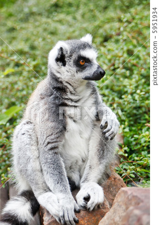Cute Lemur Cute Lemur 5951934