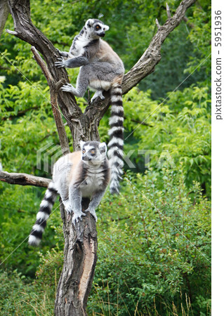 Cute Lemurs 5951936