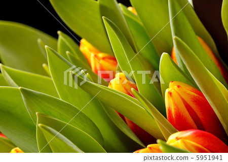 beautiful tulips beautiful tulips 5951941