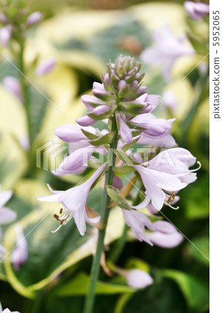 hosta flowers 5952065